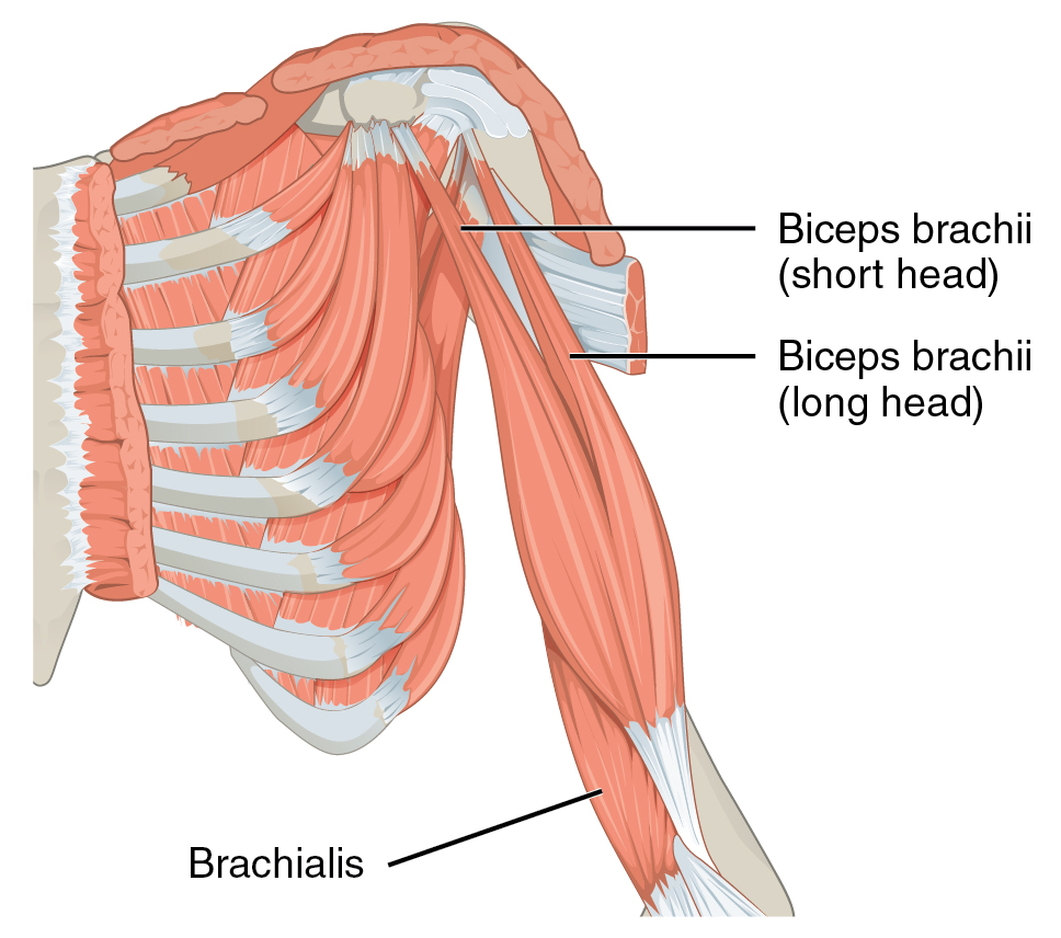 Anatomisk illustrasjon av biceps brachii