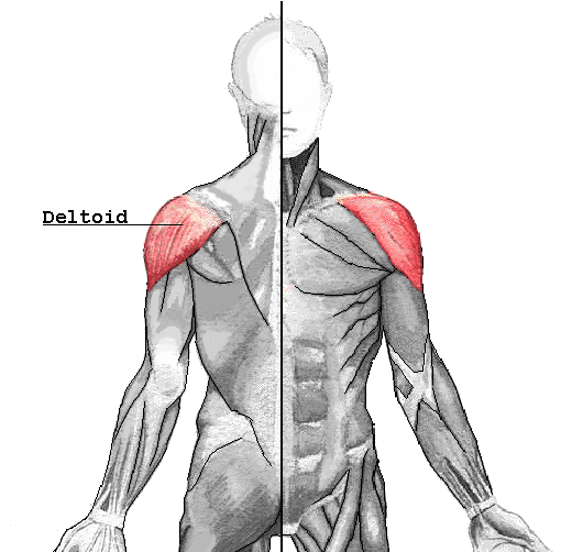 Anatomisk illustrasjon av deltoideus