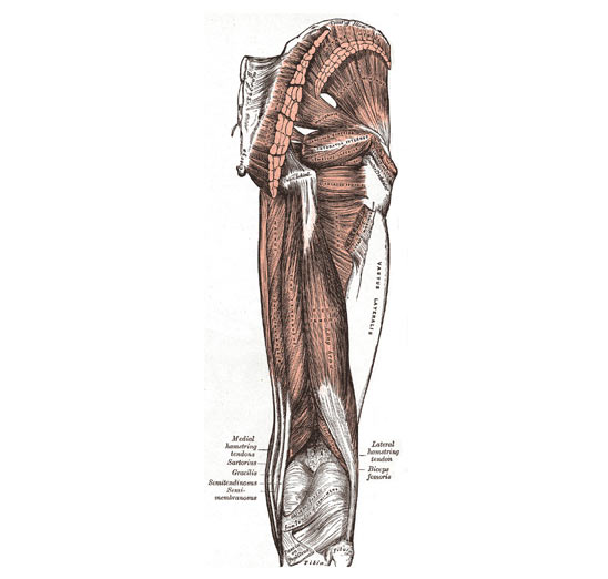 Anatomisk illustrasjon av hamstrings