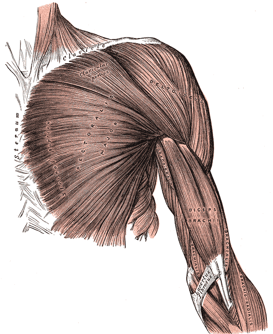 Anatomisk illustrasjon av pectoralis major