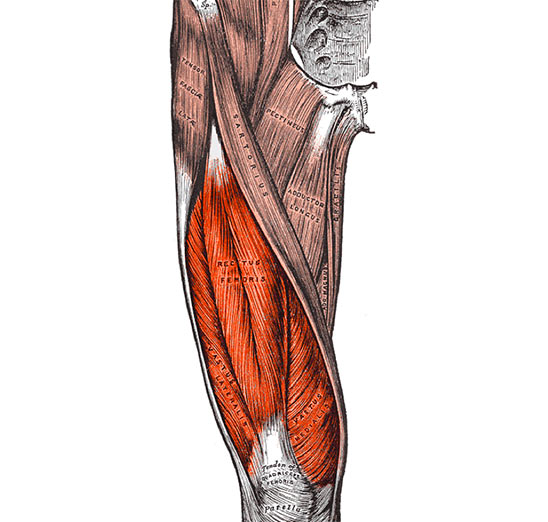 Anatomisk illustrasjon av quadriceps